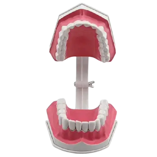 Brushing_Model_img2-removebg-preview Dental Brushing Model