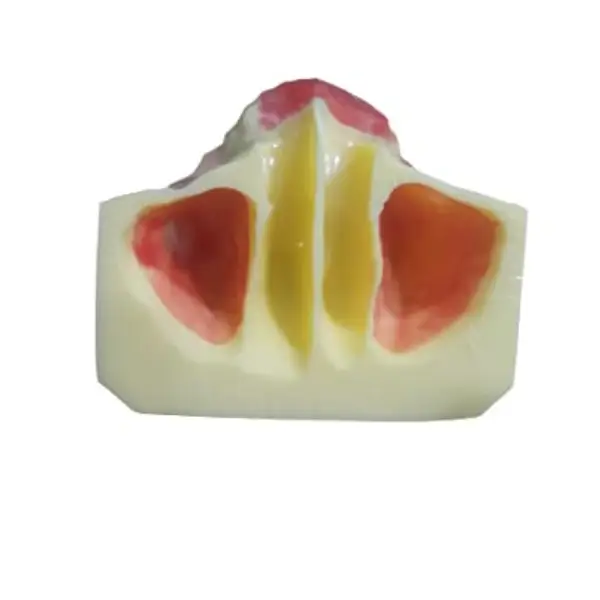 Dental Sinus Lift Practice Model