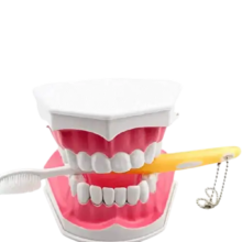 Dental Brushing Model